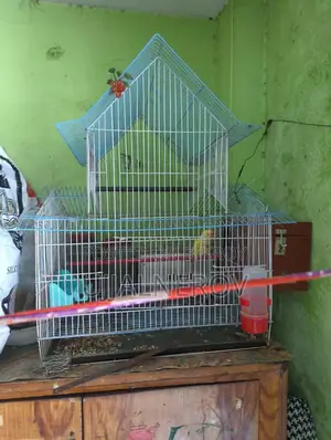 Lovebird with eggs