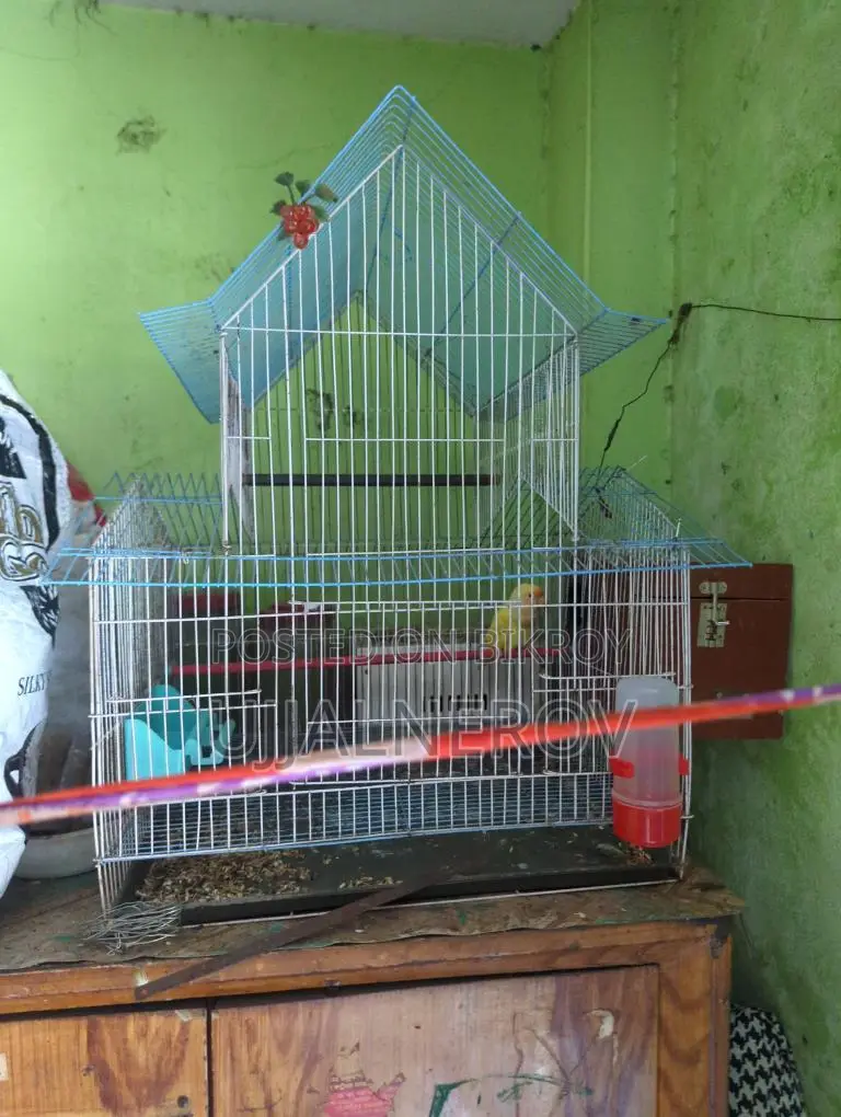 Lovebird with eggs