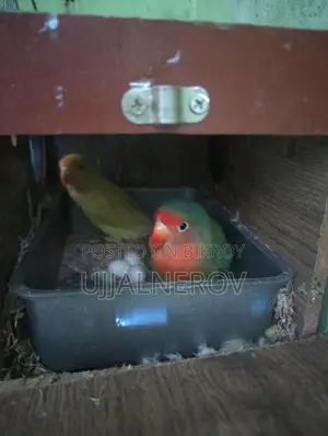 Lovebird with eggs