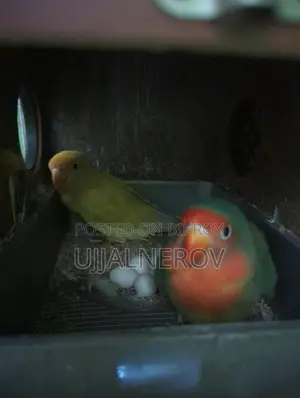 Lovebird with eggs
