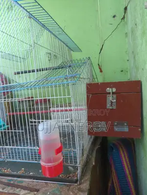 Lovebird with eggs