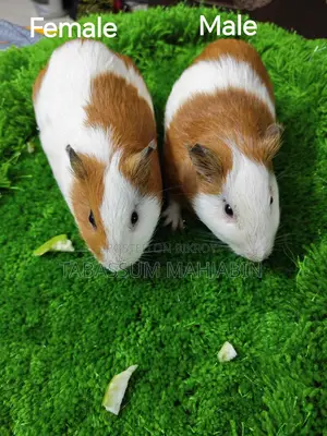Guinea Pig for Sale