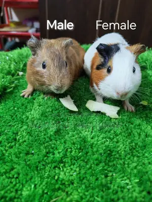 Guinea Pig for Sale
