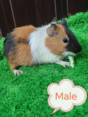 Guinea Pig for Sale