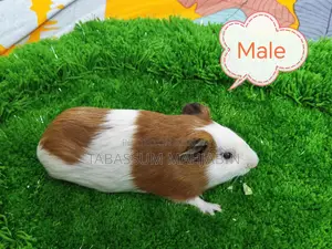 Guinea Pig for Sale