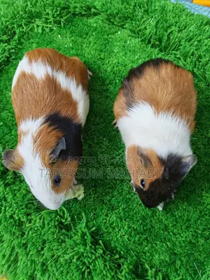 Guinea Pig for Sale
