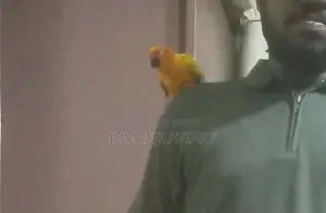 সান কনুর টেমড