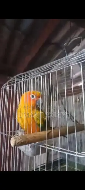 সান কনুর টেমড