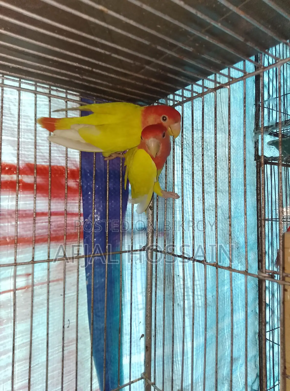 Lutino Lovebirds Pairing