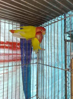 Lutino Lovebirds Pairing