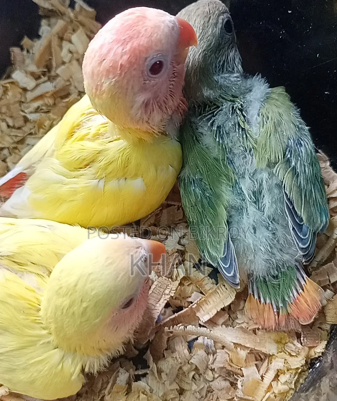 Lovebirds Baby Birds
