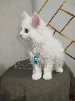 60 Fit a Pure Persian Cat