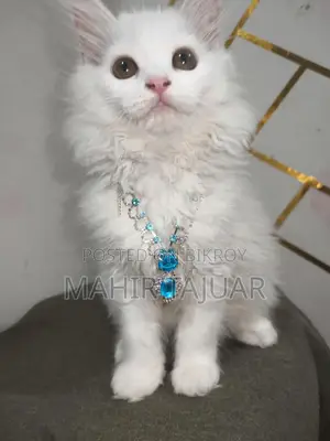60 Fit a Pure Persian Cat
