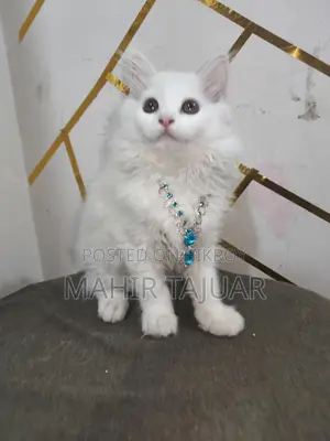 60 Fit a Pure Persian Cat