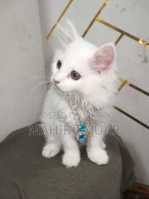 60 Fit a Pure Persian Cat