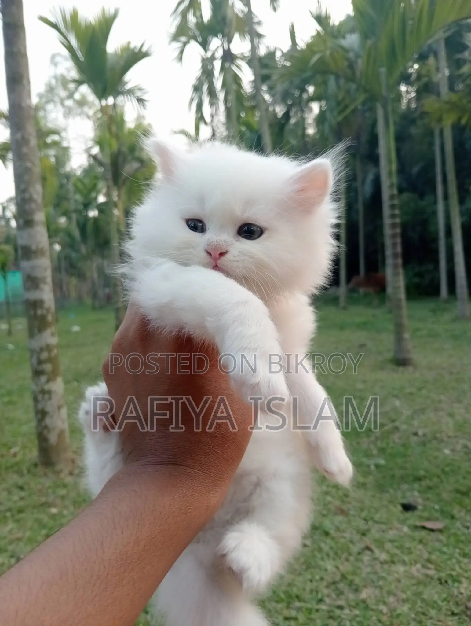 Persian Cat