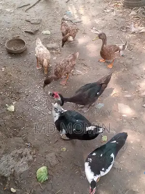 চিনা হাস বিক্রি