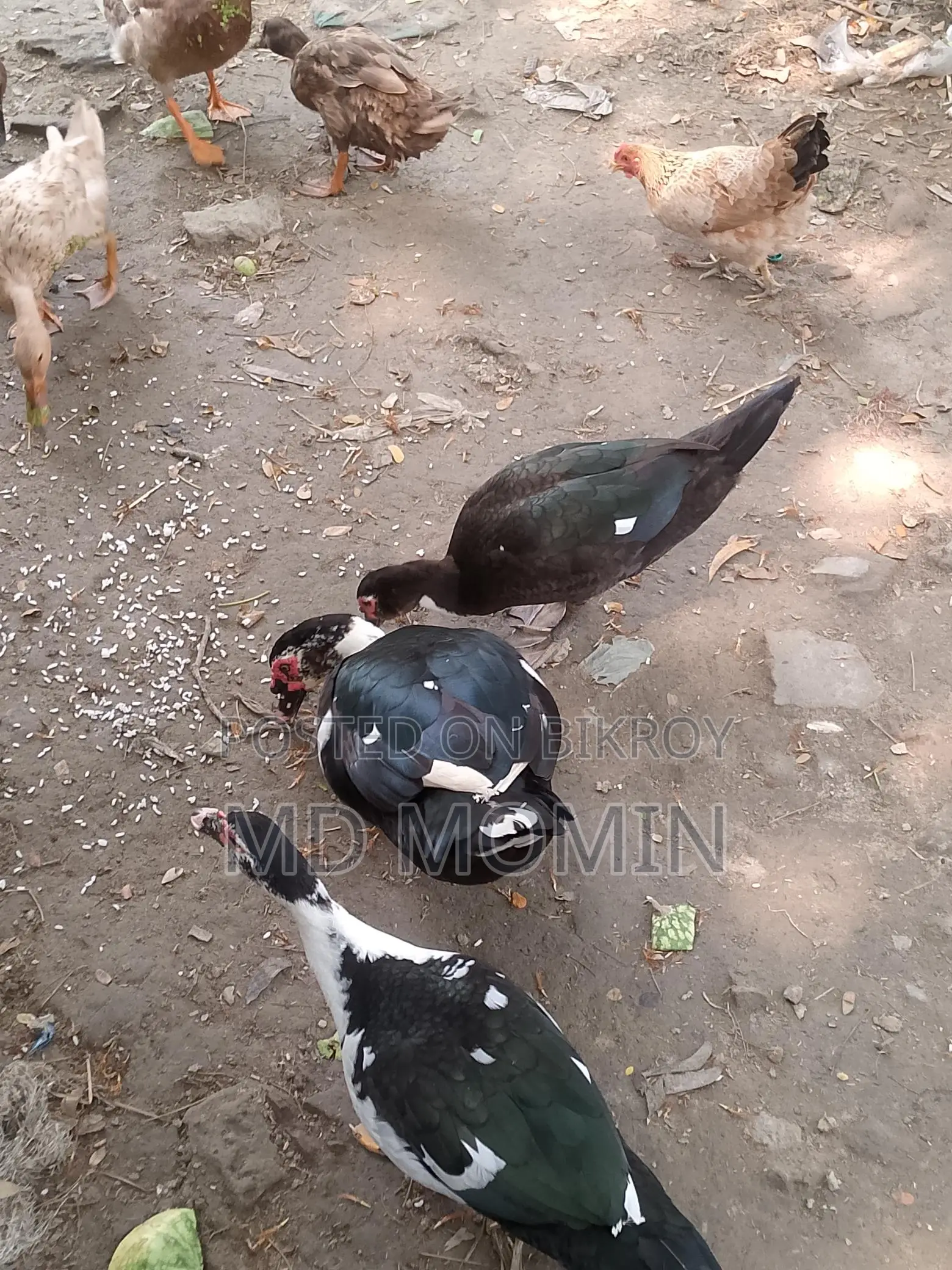 চিনা হাস বিক্রি
