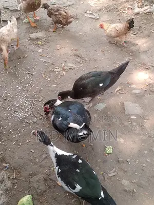 চিনা হাস বিক্রি