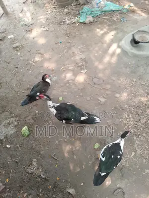 চিনা হাস বিক্রি