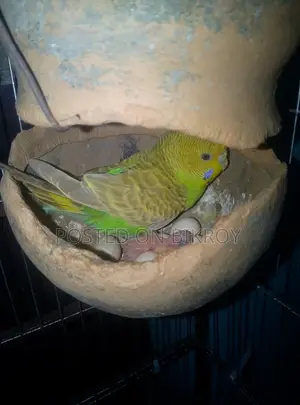 বাজেরিকা পাখি