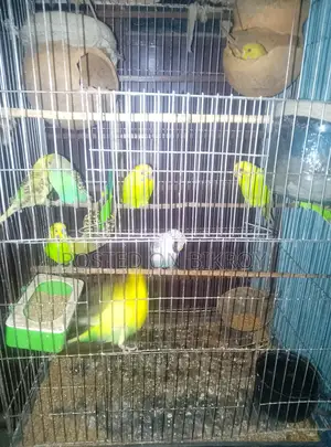 বাজেরিকা পাখি
