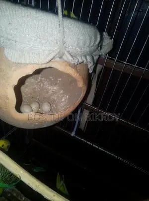 বাজেরিকা পাখি
