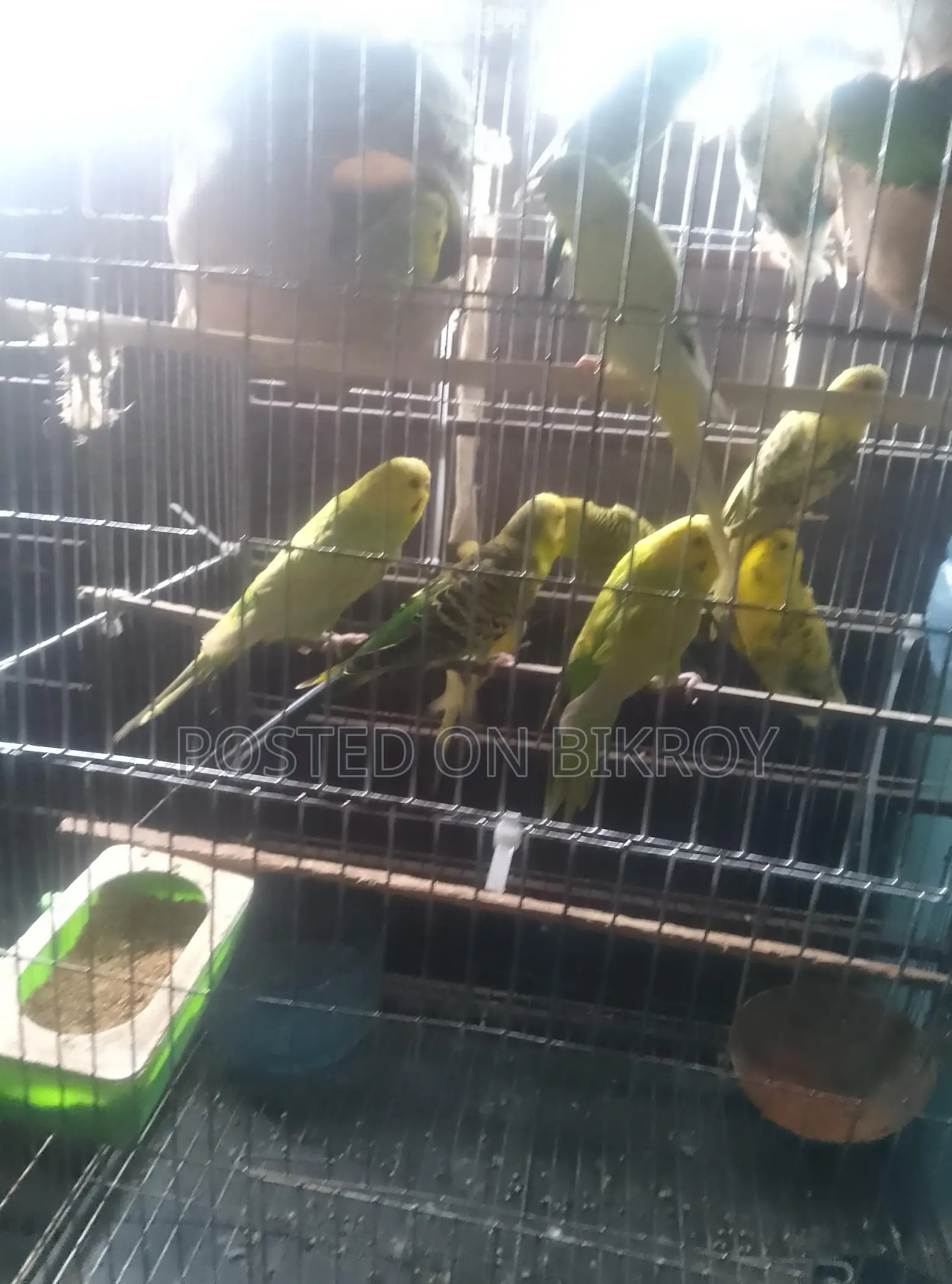 বাজেরিকা পাখি