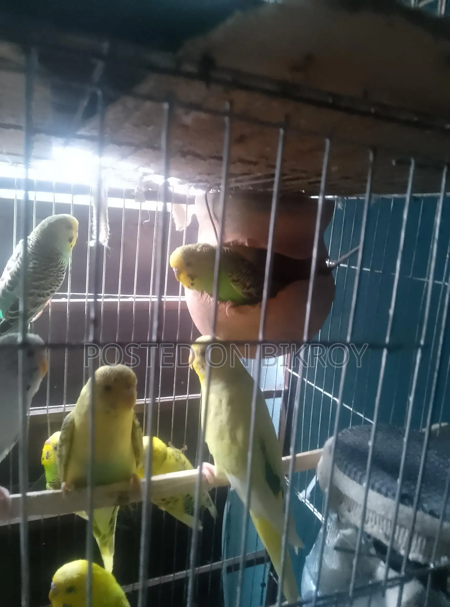 বাজেরিকা পাখি
