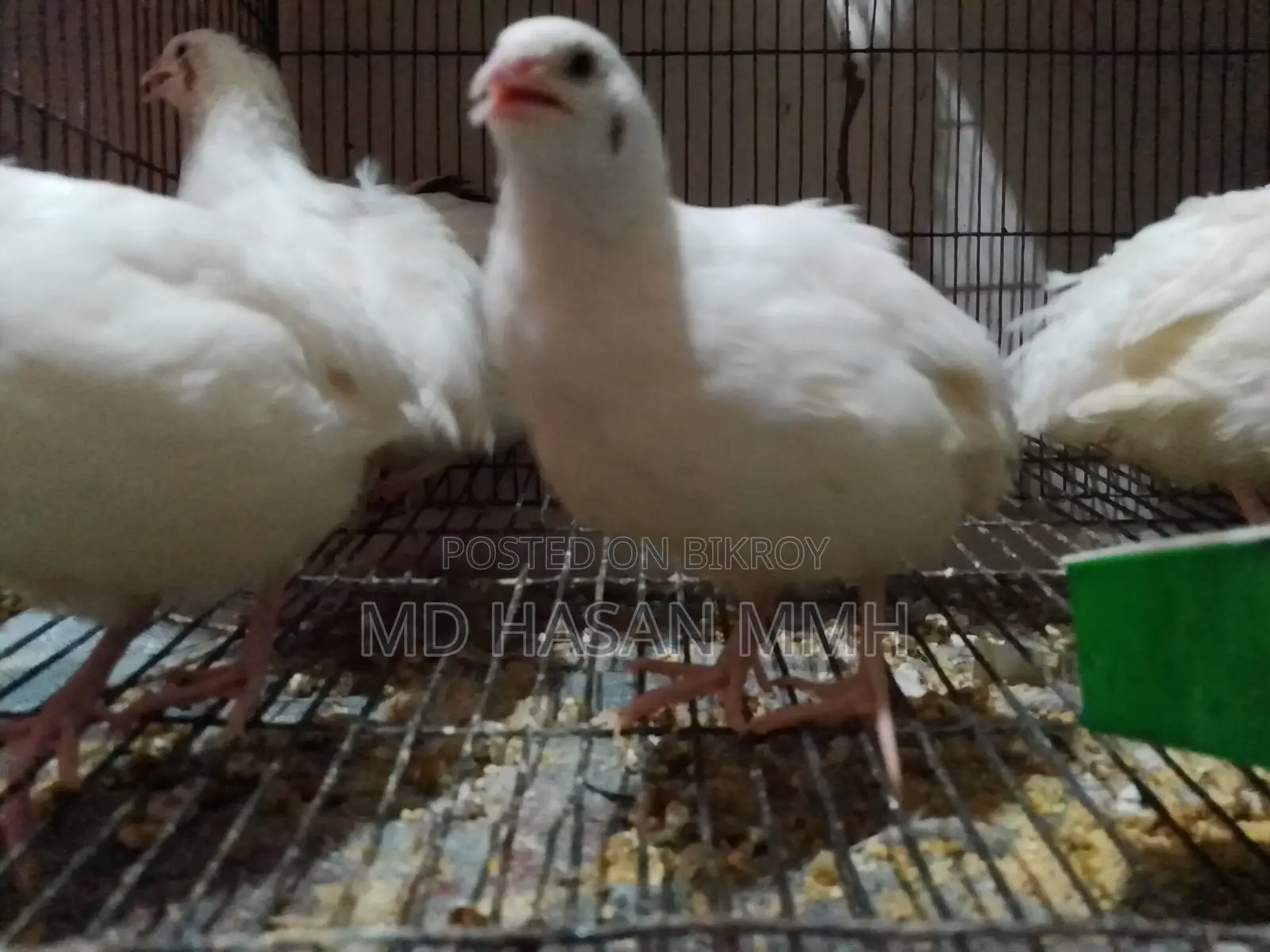 কোয়েল পাখি