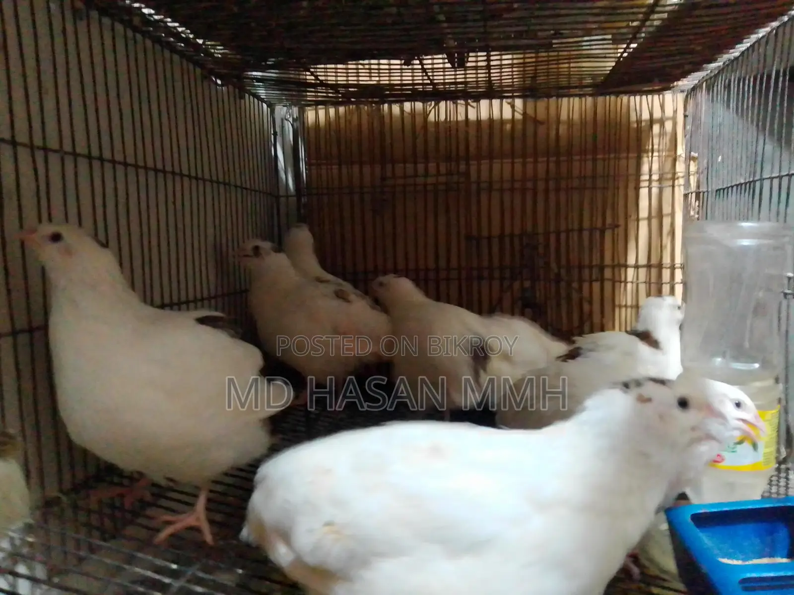 কোয়েল পাখি