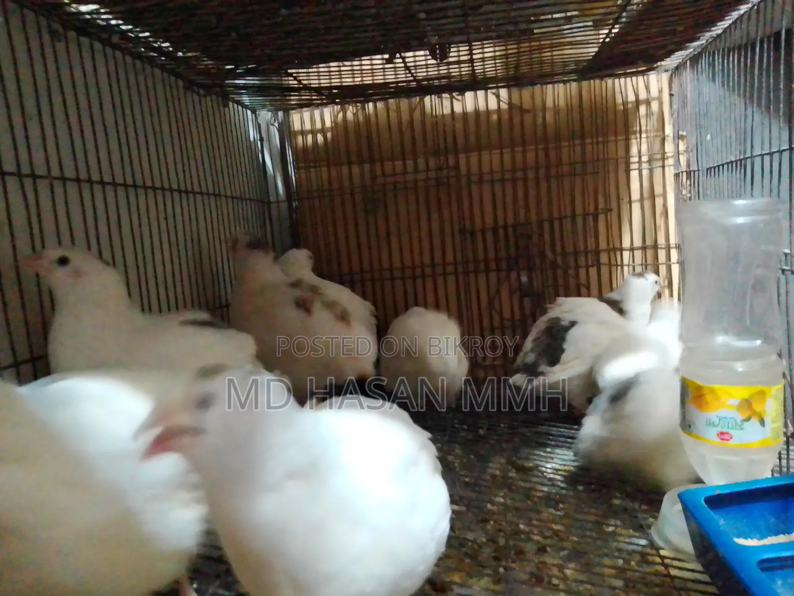 কোয়েল পাখি