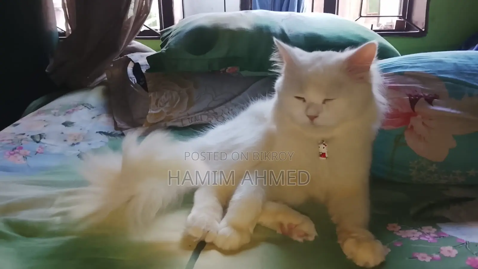 Persian Cat