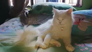 Persian Cat