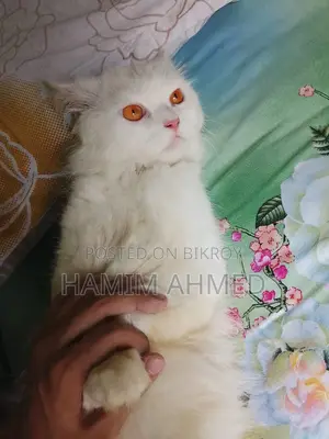 Persian Cat