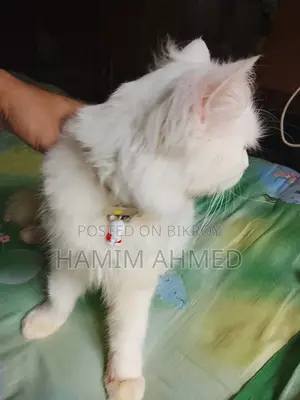 Persian Cat