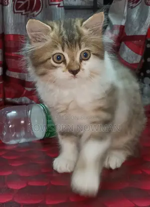 অনেক কম দামে\\ পারসিয়ান ফেল ফিমেল \\