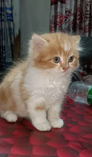 অনেক কম দামে\\ পারসিয়ান ফেল ফিমেল \\