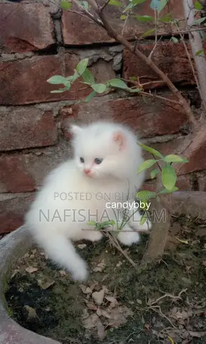 ট্র্যাডিশনাল পার্সিয়ান