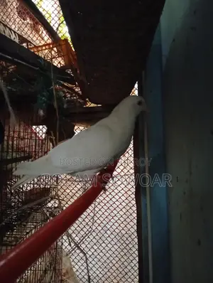 কবুতর সেল