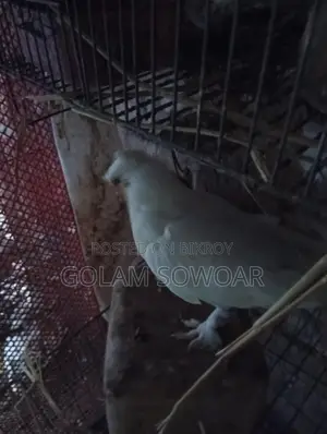 কবুতর সেল
