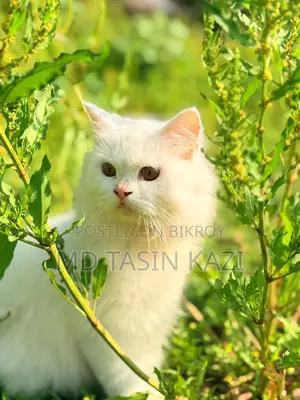 অরিজিনাল পার্শিয়াল বিড়াল