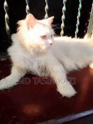 অরিজিনাল পার্শিয়াল বিড়াল