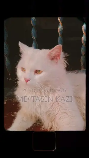 অরিজিনাল পার্শিয়াল বিড়াল