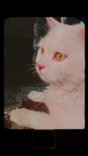 অরিজিনাল পার্শিয়াল বিড়াল