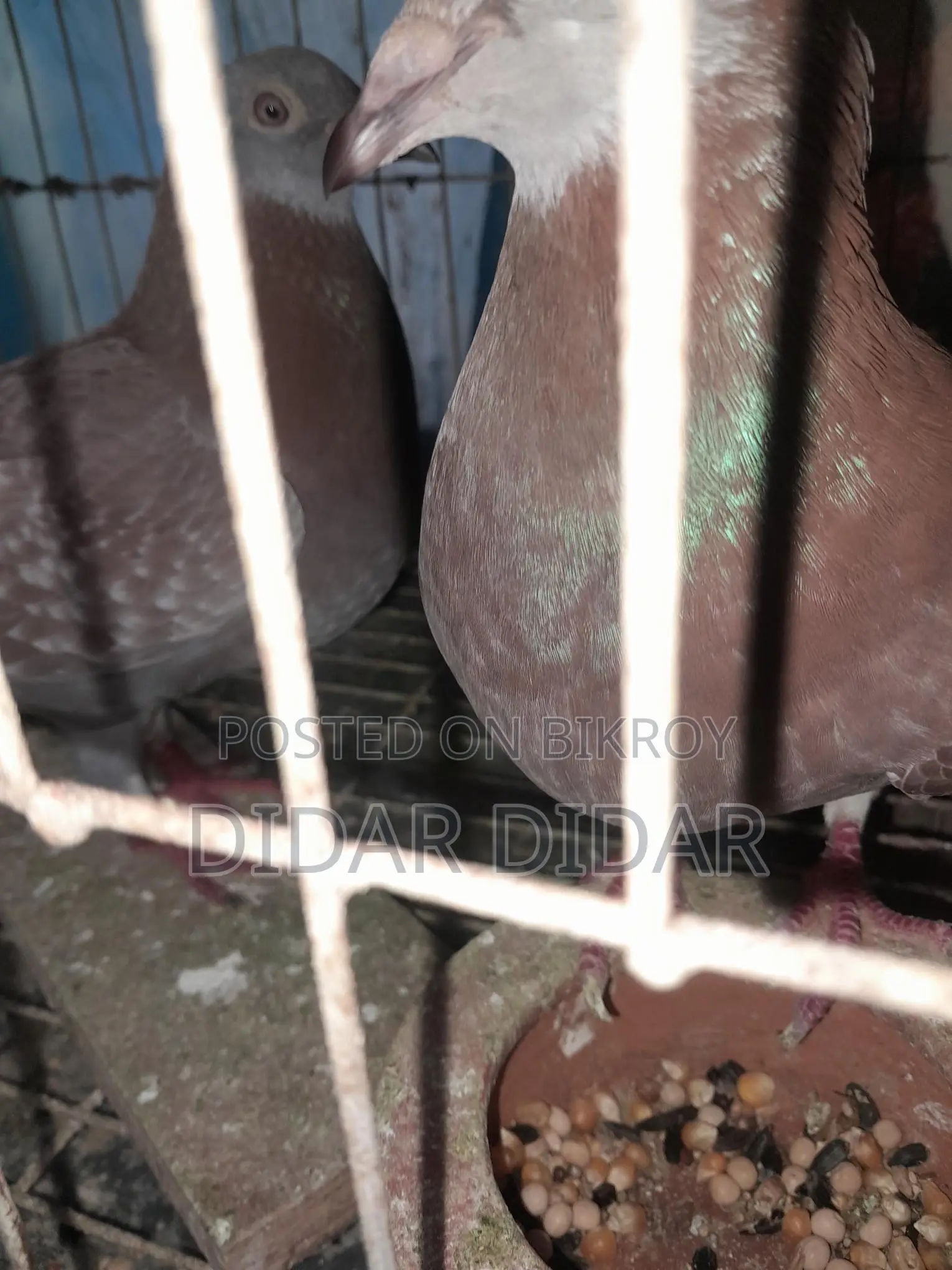 Pigeons for Sale