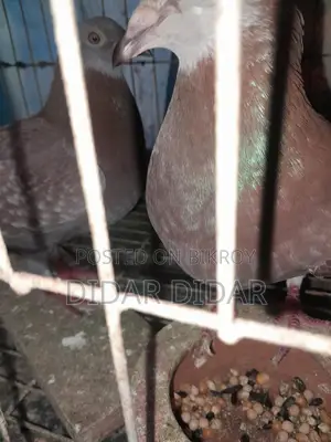 Pigeons for Sale