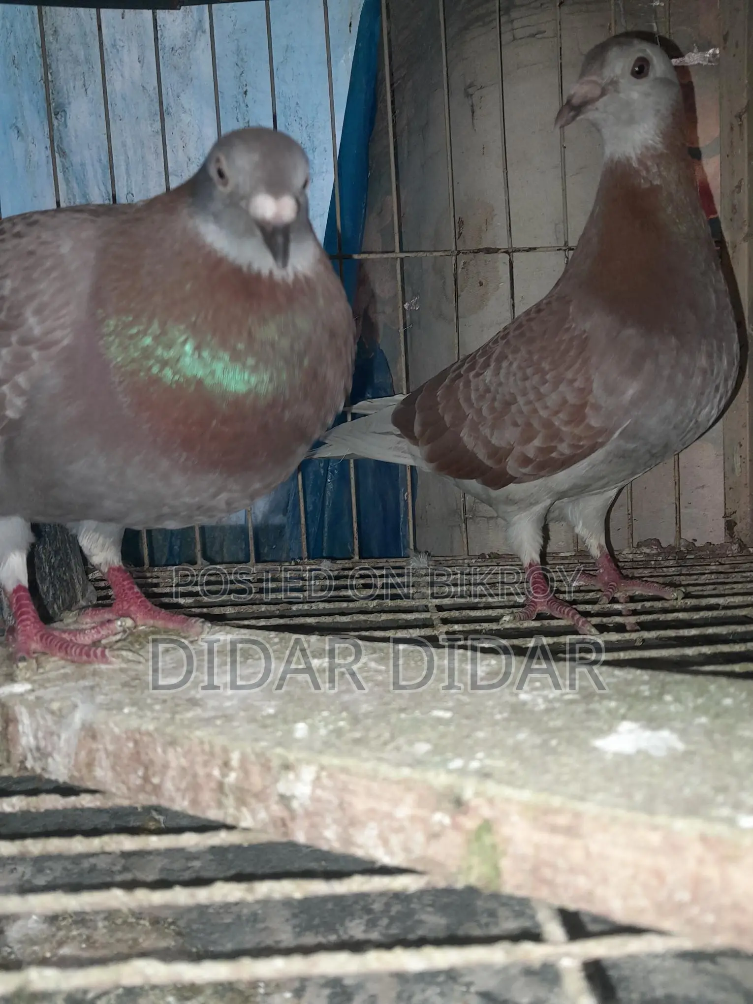 Pigeons for Sale