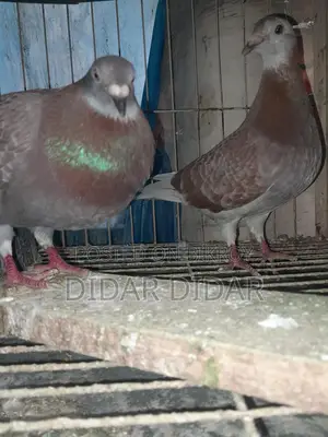 কবুতর সেল হবে