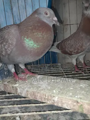Pigeons for Sale